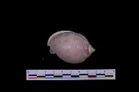 藏品(斑帶鬘螺)的圖片